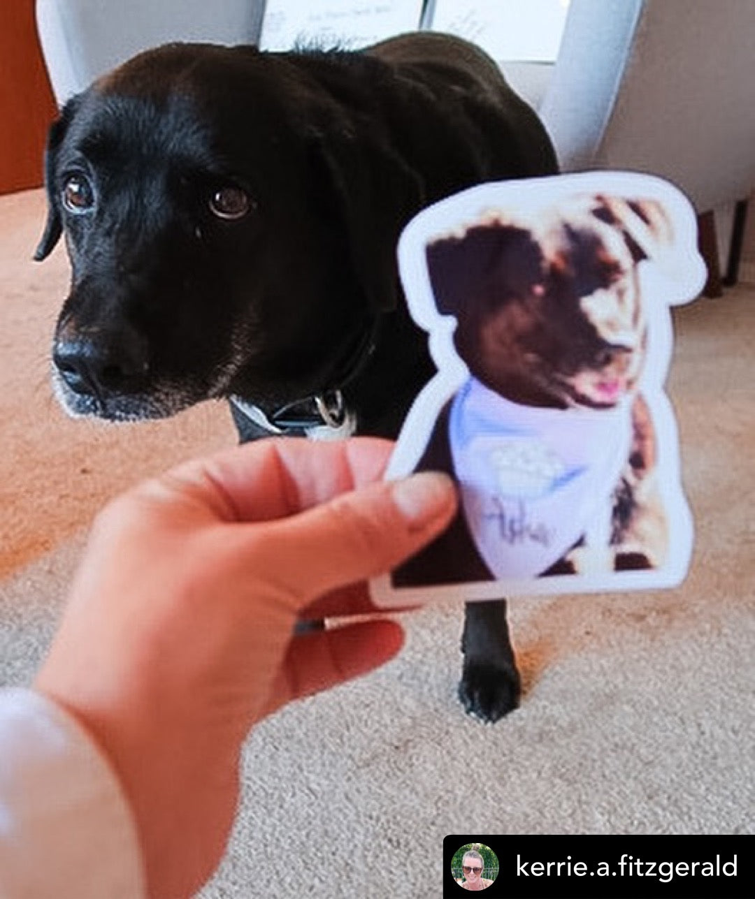 Custom Pet Stickers from Photos